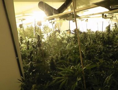 Ηράκλειο: Συνελήφθη 41χρονος για καλλιέργεια υδροπονικής κάνναβης